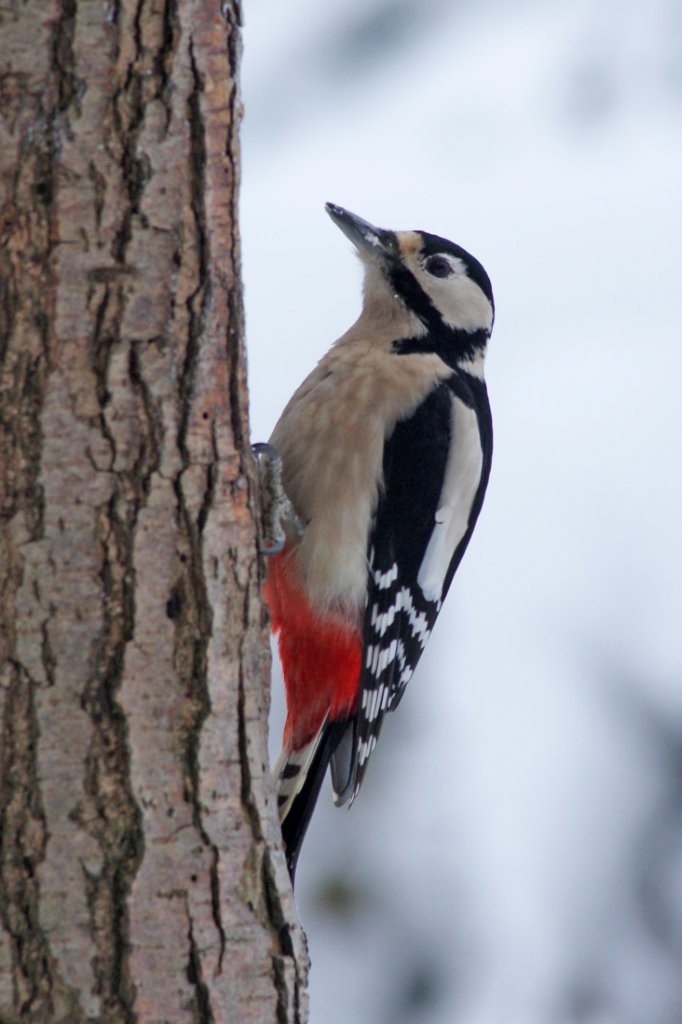 Vogelbild Buntspecht 2026 05 12