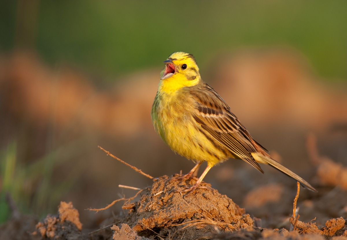 Vogelbild Goldammer 2026 05 19
