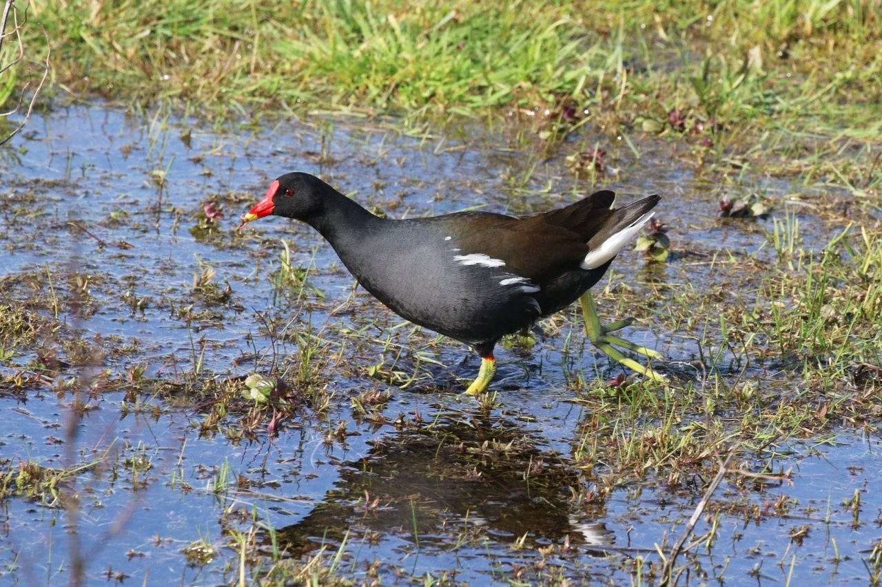 Vogelbild Teichhuhn 2026 06 09